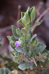 Monechma mollissimum