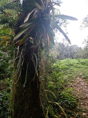 Pseudalcantarea macropetala