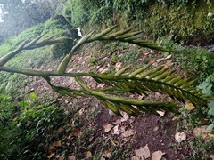 Pseudalcantarea macropetala