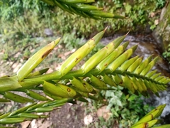 Pseudalcantarea macropetala