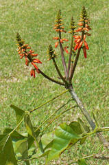Erythrina humeana