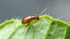 Longitarsus pulmonariae