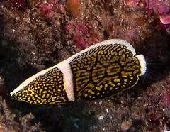 Anampses lineatus