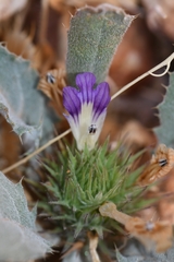 Acanthopsis disperma