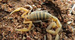 Uroplectes planimanus