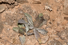 Acanthopsis disperma