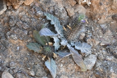 Acanthopsis disperma