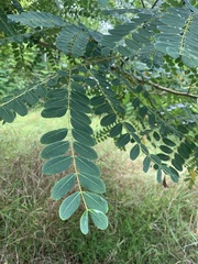 Albizia procera
