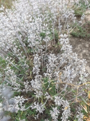 Thymus dzevanovskyi