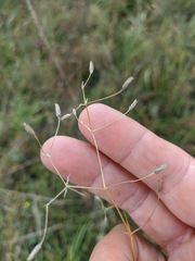 Arenaria leptoclados