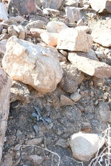 Acanthopsis disperma