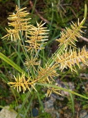 Cyperus esculentus leptostachyus