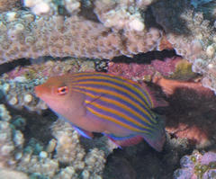 Pseudocheilinus hexataenia