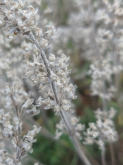 Thymus dzevanovskyi