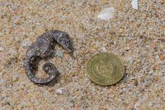 Hippocampus patagonicus