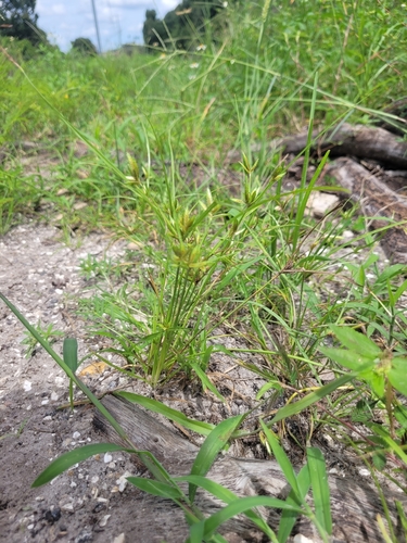 Cyperus compressus image