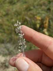 Thymus dzevanovskyi