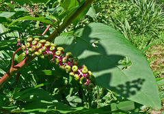 Phytolacca americana