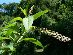 Phytolacca americana
