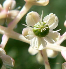 Phytolacca americana