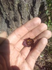 Calochortus occidentalis