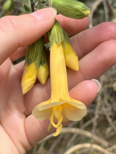 Cantua buxifolia