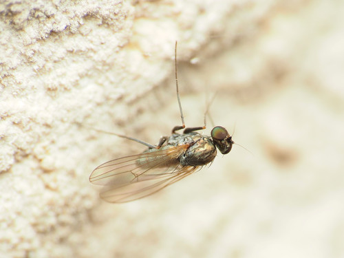 Medetera saxatilis
