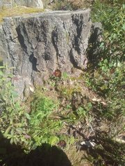 Calochortus occidentalis