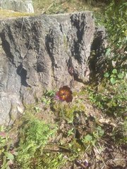 Calochortus occidentalis