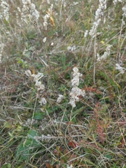 Rhinanthus serotinus aestivalis