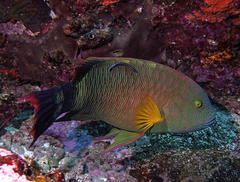 Cheilinus trilobatus