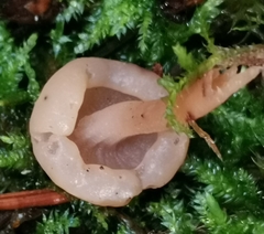 Cudonia confusa