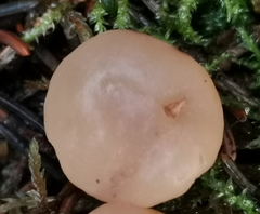 Cudonia confusa