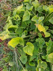 Viola ambigua