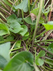Viola ambigua