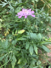 Scabiosa velenovskiana