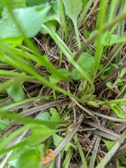 Viola ambigua