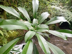 Oreopanax liebmannii