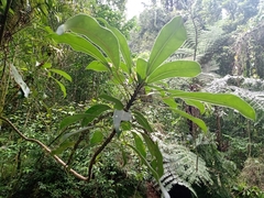 Oreopanax liebmannii