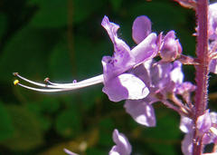 Plectranthus fruticosus