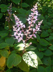 Plectranthus fruticosus
