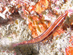 Hologymnosus