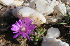 Trichodiadema marlothii