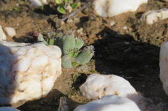 Trichodiadema marlothii