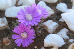 Trichodiadema marlothii