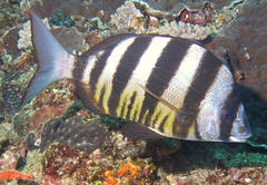 Diplodus hottentotus