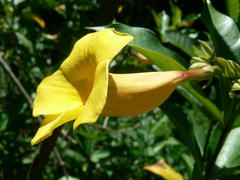 Allamanda