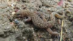 Pachydactylus punctatus