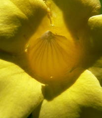 Allamanda