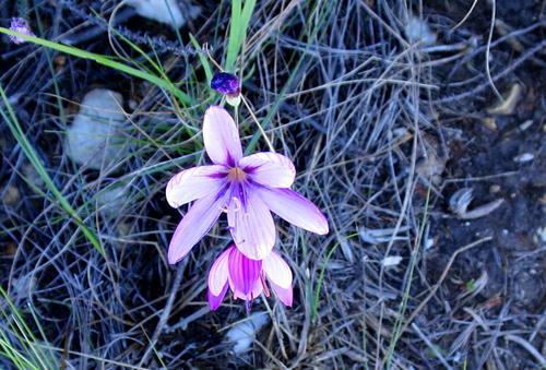 Geissorhiza elsiae